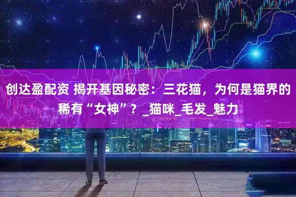 创达盈配资 揭开基因秘密：三花猫，为何是猫界的稀有“女神”？_猫咪_毛发_魅力